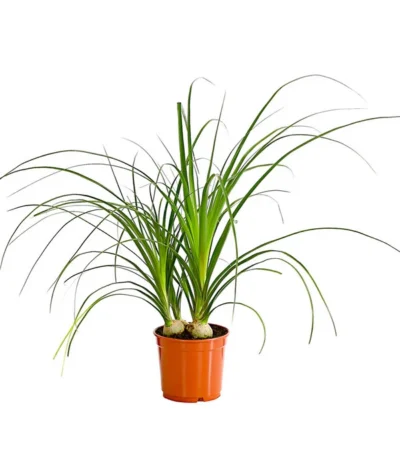 Elefantenfuß - Beaucarnea Recurvata