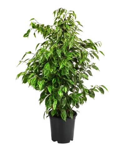 Birkenfeige - Ficus Benjamini 'Anastasia'