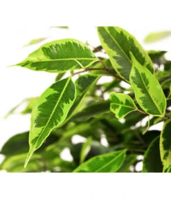 Birkenfeige - Ficus Benjamini 'Anastasia' 7 Birkenfeige - Ficus Benjamini 'Anastasia' -Haus Pflanzen Welt 8248510 WE DE 002 FicusAnastasiaT21