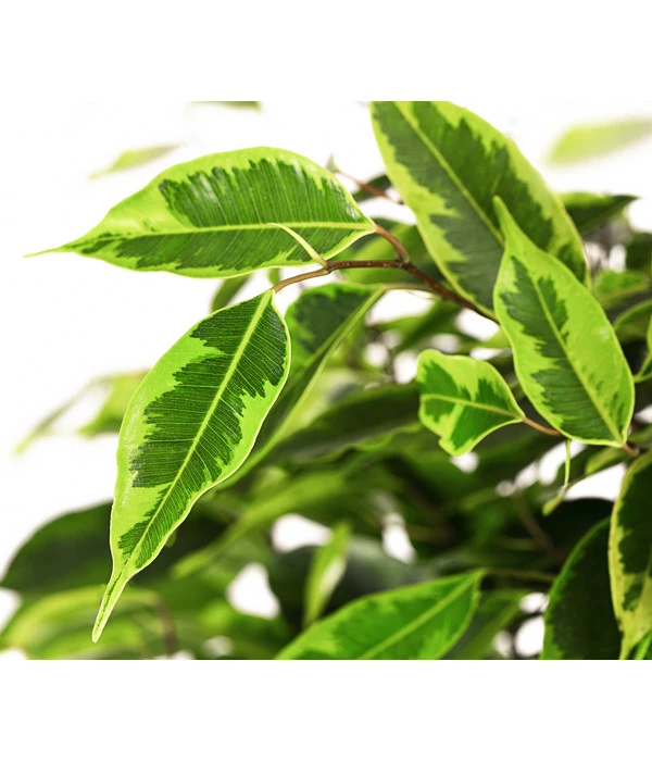 Birkenfeige - Ficus Benjamini 'Anastasia' 5 Birkenfeige - Ficus Benjamini 'Anastasia' – Bild 3