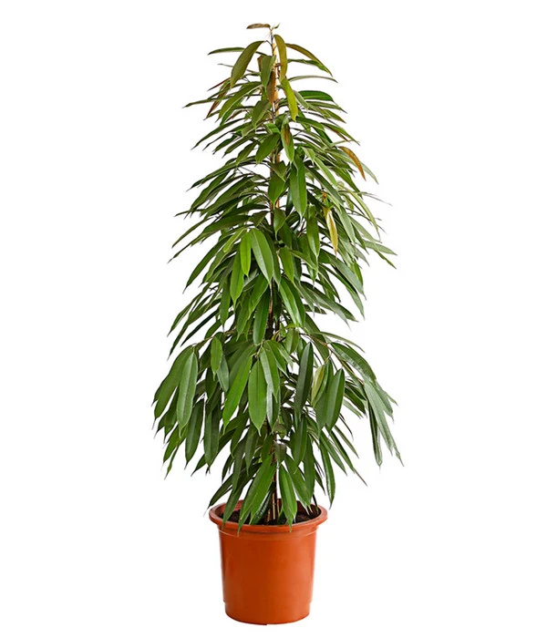 Birkenfeige - Ficus Binnendijkii 'Amstel King' 3 Birkenfeige - Ficus Binnendijkii 'Amstel King'