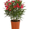 Oleander, Busch 2 Oleander, Busch -Haus Pflanzen Welt 8249302 WE FS 001 OleanderBuschT17RotDehnerExpressHerzig
