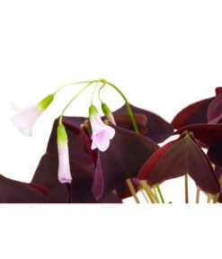 Dreieckiger Glücksklee - Oxalis Triangularis 7 Dreieckiger Glücksklee - Oxalis Triangularis -Haus Pflanzen Welt 8249385 PR DE 001 OxalisTringularisDehnerExpressHerzig