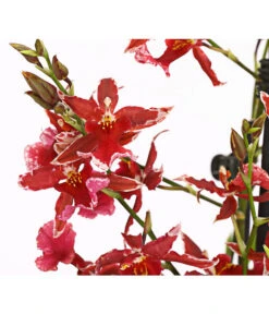 Burrageara-Orchidee - Burrageara 'Lazio' -Haus Pflanzen Welt 8249591 PR DE 001 BurragearaLatioDuftT12DehnerExpressHerzig