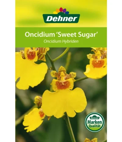 Oncidium - Oncidium Cultivars 'Sweet Sugar' -Haus Pflanzen Welt 8249708 8251662 Oncidium Sweet Sugar Etikett 1