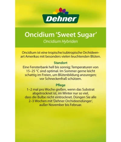 Oncidium - Oncidium Cultivars 'Sweet Sugar' -Haus Pflanzen Welt 8249708 8251662 Oncidium Sweet Sugar Etikett 2
