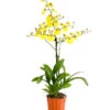 Oncidium - Oncidium Cultivars 'Sweet Sugar' 1 Oncidium - Oncidium Cultivars 'Sweet Sugar' -Haus Pflanzen Welt 8249708 PR FS 001 OncidiumSweetSugar1TrieberDehnerExpressHerzig