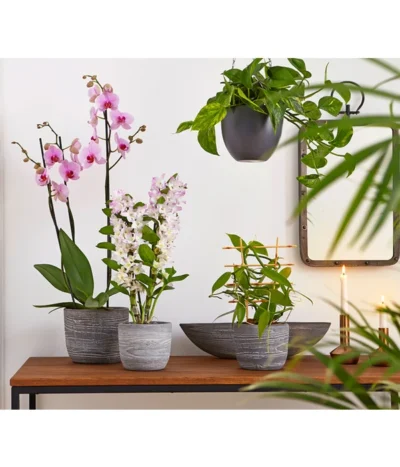 Vanille-Orchidee - Vanilla Planifolia -Haus Pflanzen Welt 8250045 8251399 8250045 825153 PR MO 001 Orchideen02BL20