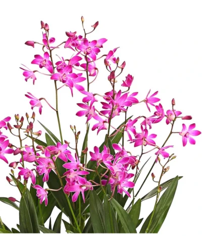 Duft-Traubenorchidee - Dendrobium Kingianum 'Berry' -Haus Pflanzen Welt 8250714 WE DE 001 DendrobiumBerryDuftOWT12DehnerExpressHerzig