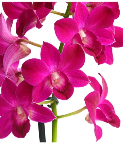 Haus Pflanzen Welt 17 Haus Pflanzen Welt -Haus Pflanzen Welt 8250771 WE DE 001 DendrobiumSonderfarbenT12DehnerExpressHerzig