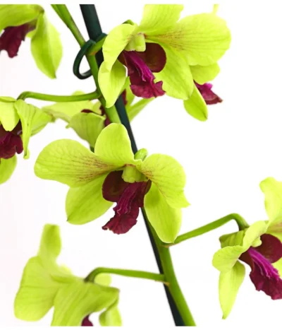 Dendrobium - Dendrobium Cultivaris, Verschiedene Sorten 9 Dendrobium - Dendrobium Cultivaris, Verschiedene Sorten -Haus Pflanzen Welt 8250771 WE DE 003 DendrobiumSonderfarbenT12DehnerExpressHerzig