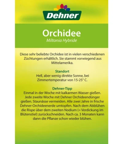 Stiefmütterchenorchidee - Miltonia -Haus Pflanzen Welt 8251191 Orchidee Miltonia 08032016 2