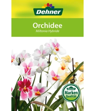 Stiefmütterchenorchidee - Miltonia -Haus Pflanzen Welt 8251191 Orchidee Miltonia 08032016