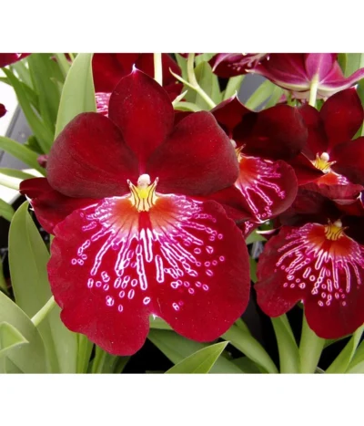 Stiefmütterchenorchidee - Miltonia -Haus Pflanzen Welt 8251191 WE DE 001 MiltoniaorchidPixabay