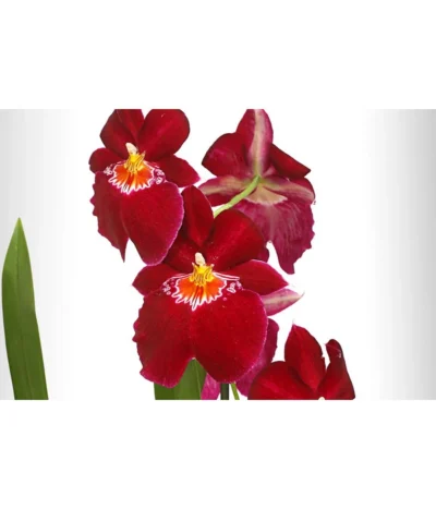 Stiefmütterchenorchidee - Miltonia -Haus Pflanzen Welt 8251191 WE DE 001 MiltonienMiltoniaHybride2TrieberT12DehnerExpressHerzig