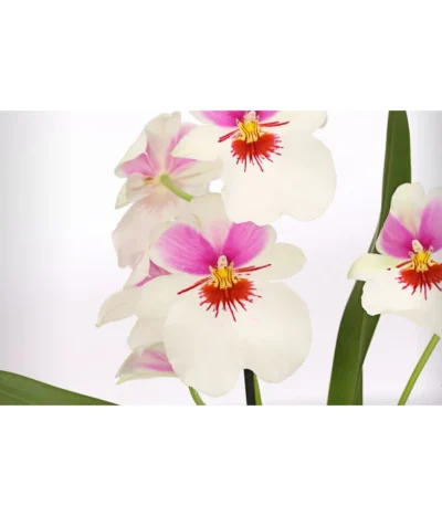Stiefmütterchenorchidee - Miltonia -Haus Pflanzen Welt 8251191 WE DE 002 MiltonienMiltoniaHybride2TrieberT12DehnerExpressHerzig