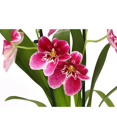 Stiefmütterchenorchidee - Miltonia -Haus Pflanzen Welt 8251191 WE DE 003 MiltonienMiltoniaHybride2TrieberT12DehnerExpressHerzig