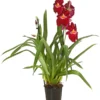 Stiefmütterchenorchidee - Miltonia 1 Stiefmütterchenorchidee - Miltonia -Haus Pflanzen Welt 8251191 WE FS 001 MiltonienMiltoniaHybride2TrieberT12OWDehnerExpressHerzig