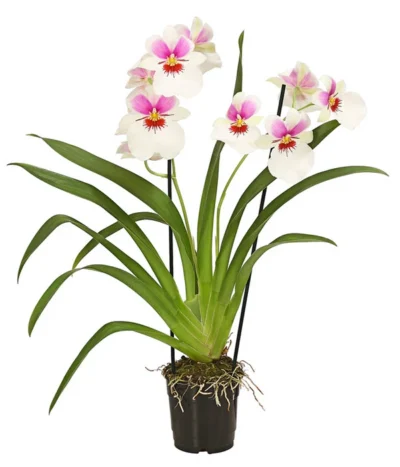 Stiefmütterchenorchidee - Miltonia -Haus Pflanzen Welt 8251191 WE FS 002 MiltonienMiltoniaHybride2TrieberT12OWDehnerExpressHerzig