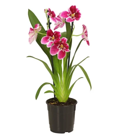 Stiefmütterchenorchidee - Miltonia -Haus Pflanzen Welt 8251191 WE FS 003 MiltonienMiltoniaHybride2TrieberT12OWDehnerExpressHerzig