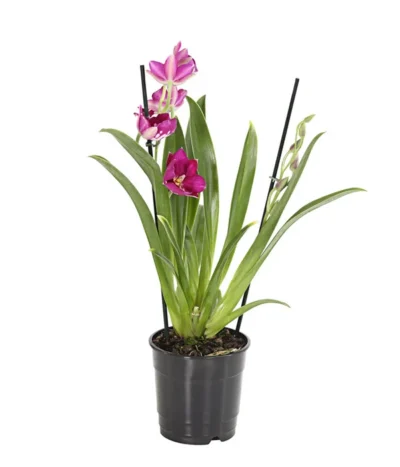 Stiefmütterchenorchidee - Miltonia -Haus Pflanzen Welt 8251191 we FS 001 Miltonia2TrieberT12DehnerExpressHerzig