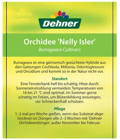 Burrageara-Orchidee - Burrageara Cultivars 'Nelly Isler' 9 Burrageara-Orchidee - Burrageara Cultivars 'Nelly Isler' -Haus Pflanzen Welt 8251266 OrchideeNellyIslerEtikett1