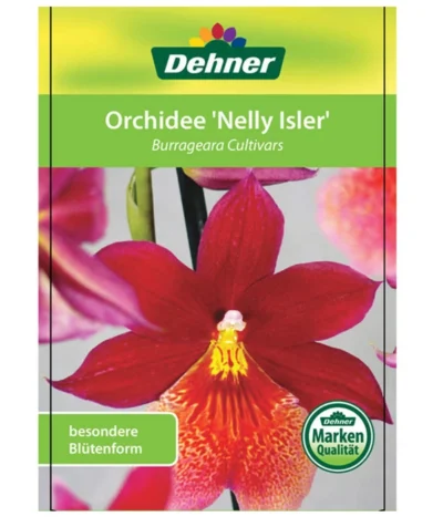 Burrageara-Orchidee - Burrageara Cultivars 'Nelly Isler' 8 Burrageara-Orchidee - Burrageara Cultivars 'Nelly Isler' -Haus Pflanzen Welt 8251266 OrchideeNellyIslerEtikett2