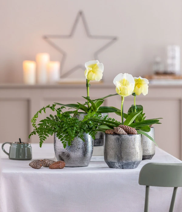 Streifenfarn - Asplenium Dimorphum 'Parvati' 4 Streifenfarn - Asplenium Dimorphum 'Parvati' – Bild 2