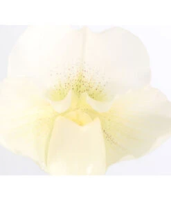 Frauenschuh - Paphiopedilum Complex Hybride 7 Frauenschuh - Paphiopedilum Complex Hybride -Haus Pflanzen Welt 8251472 PR DE 001 PaphiopedilumCompWeissFrauenschuhT12DehnerExpressZS