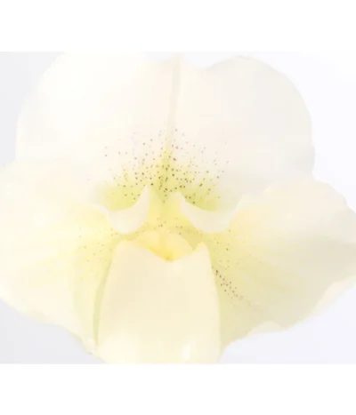 Frauenschuh - Paphiopedilum Complex Hybride 7 Frauenschuh - Paphiopedilum Complex Hybride -Haus Pflanzen Welt 8251472 PR DE 001 PaphiopedilumCompWeissFrauenschuhT12DehnerExpressZS