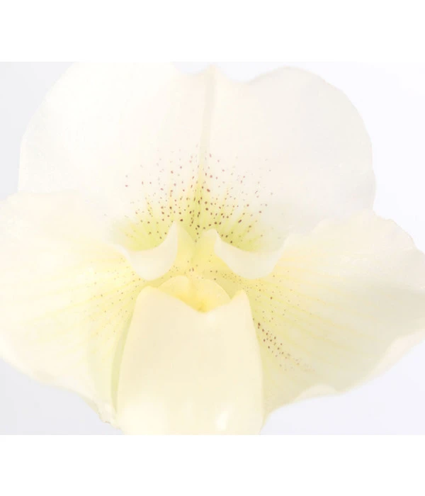 Frauenschuh - Paphiopedilum Complex Hybride 5 Frauenschuh - Paphiopedilum Complex Hybride – Bild 3