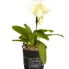 Frauenschuh - Paphiopedilum Complex Hybride