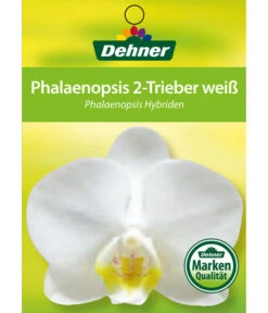 Schmetterlingsorchidee - Phalaenopsis Cultivars -Haus Pflanzen Welt 8251498 2Trieber 07032016 1