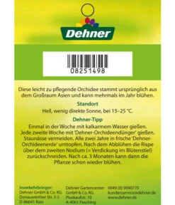 Schmetterlingsorchidee - Phalaenopsis Cultivars -Haus Pflanzen Welt 8251498 2Trieber 07032016 2