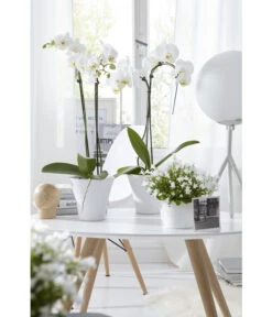 Schmetterlingsorchidee - Phalaenopsis Cultivars -Haus Pflanzen Welt 8251498 8203242 8211450 WE MO 009 SchmetterlingsorchideeUmbrella