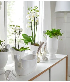 Schmetterlingsorchidee - Phalaenopsis Cultivars -Haus Pflanzen Welt 8251498 8284135 PR MO 002 SchmetterlingsorchideePhalaenopsis2TrieberWeissUveSauer