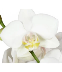 Schmetterlingsorchidee - Phalaenopsis Cultivars -Haus Pflanzen Welt 8251498 BildD 001 SchmetterlingsorchideePhalaenopsis2TrWeiss