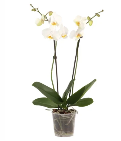 Schmetterlingsorchidee - Phalaenopsis Cultivars
