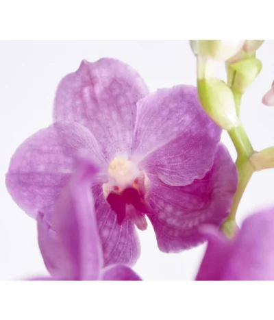 Vanda-Orchidee - Vanda Cultivars -Haus Pflanzen Welt 8251589 PR DE 002 VandaGrossbluetigImKorbDehnerExpressZS