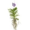 Vanda-Orchidee - Vanda Cultivars -Haus Pflanzen Welt 8251589 PR FS 001 VandaGrossbluetigImKorbDehnerExpressZS