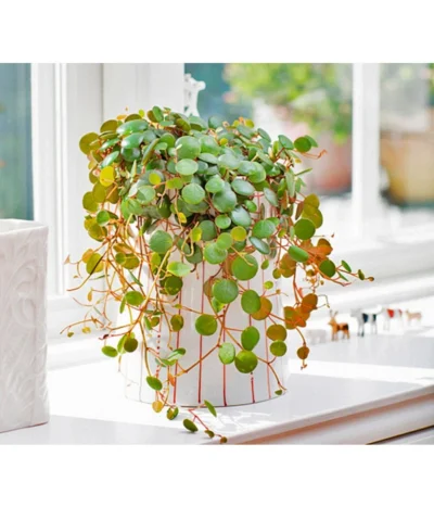 Peperomie - Peperomia 'Pepperspot' -Haus Pflanzen Welt 8252173 BildFS 001 PeperomieZwergpfefferPepperspotPeperomiaPepperspot