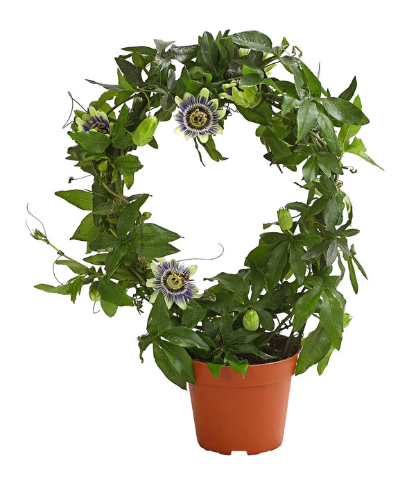 Blaue Passionsblume 3 Blaue Passionsblume