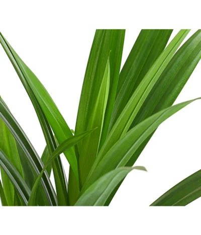 Schraubenbaum - Pandanus Veitchii 5 Schraubenbaum - Pandanus Veitchii -Haus Pflanzen Welt 8252249 WE DE 001 SchraubenbaumPandanusLatifoliusT12DehnerExpresHerzig