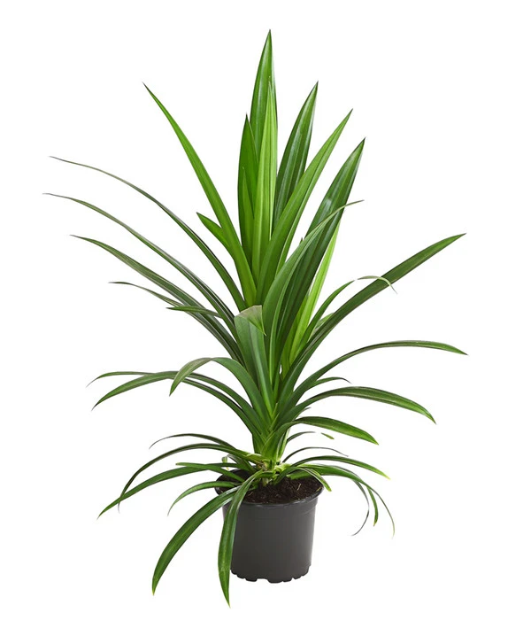 Schraubenbaum - Pandanus Veitchii 3 Schraubenbaum - Pandanus Veitchii