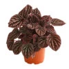 Peperomie - Peperomia Caperata 'Red' -Haus Pflanzen Welt 8252280 PR FS 001 ZwergpfefferPeperomiaCaperataLilianRedT12DehnerExpressHerzig