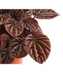 Peperomie - Peperomia Caperata 'Red' -Haus Pflanzen Welt 8252280 WE DE 001 ZwergpfefferPeperomiaCaperataLilianRedT12DehnerExpressHerzig