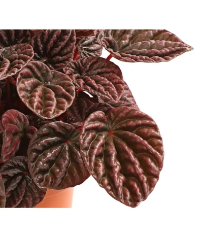 Peperomie - Peperomia Caperata 'Red' -Haus Pflanzen Welt 8252280 WE DE 001 ZwergpfefferPeperomiaCaperataLilianRedT12DehnerExpressHerzig
