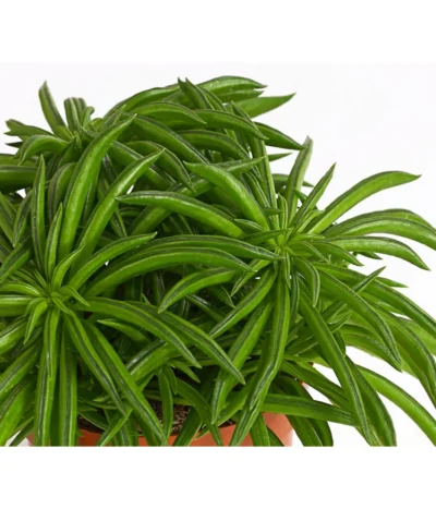 Peperomie - Peperomia Ferreyrae 'Happy Bean' -Haus Pflanzen Welt 8252397 PR DE 001 ZwergpfefferPeperomiePeperomiaHappyBeanT10DehnerExpressHerzig