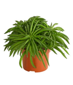 Peperomie - Peperomia Ferreyrae 'Happy Bean'