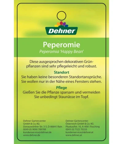 Peperomie - Peperomia Ferreyrae 'Happy Bean' -Haus Pflanzen Welt 8252397 PeperomiaHappyBean 22022017 2